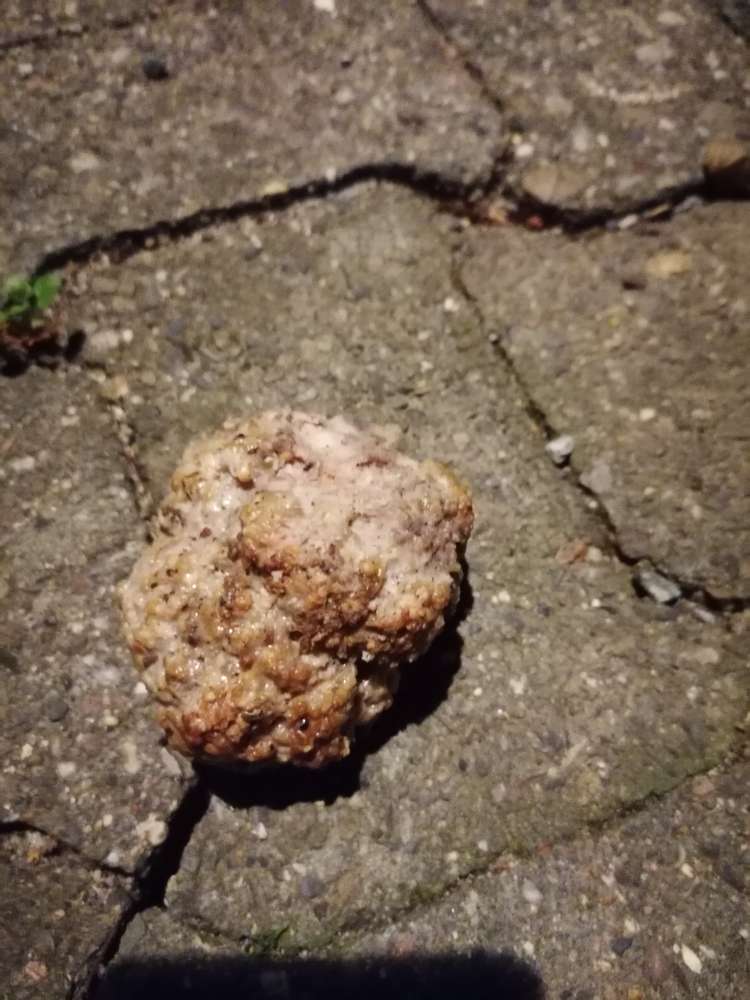 Giftköder-Giftköder als Boulette im Gebusch-Profilbild