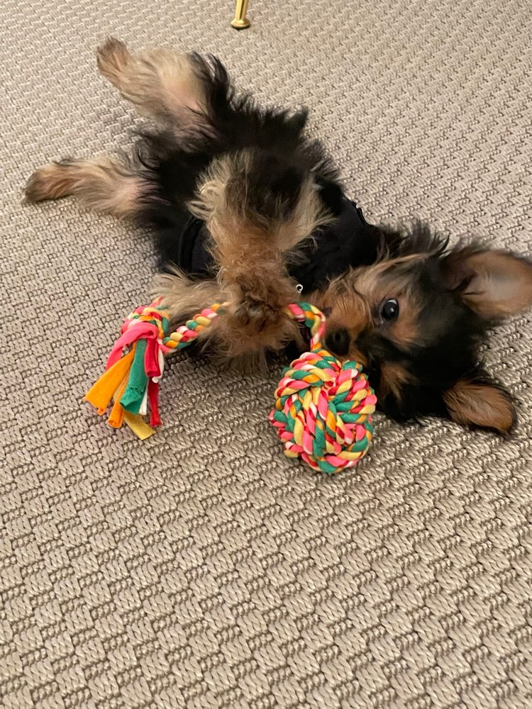 Hundetreffen-Hunde-Treffen Hottingen / Seefeld-Profilbild