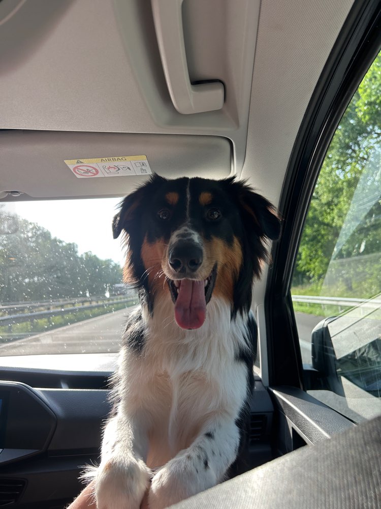 Hundetreffen-Spielkumpel-Profilbild