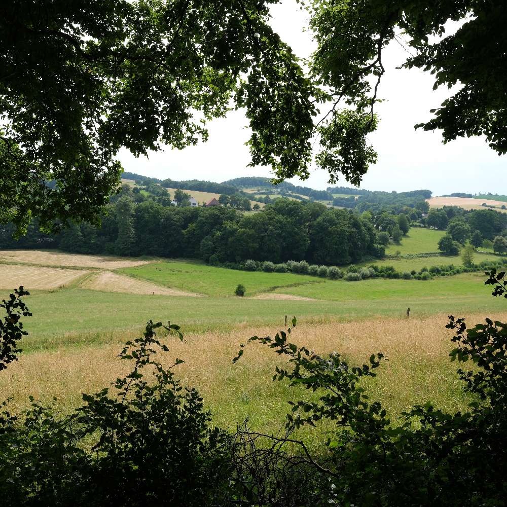 Hundetreffen-Elfringhauser Schweiz-Profilbild