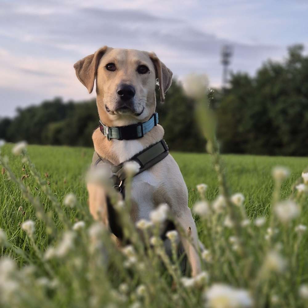 Hundetreffen-Gassi u. Spielkameraden/innen gesucht-Profilbild