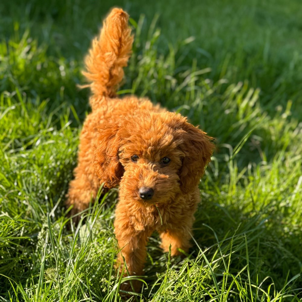 Hundetreffen-Gassifreunde-Profilbild