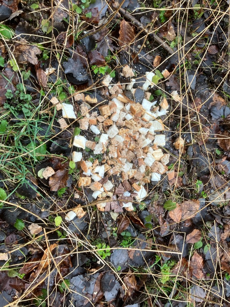 Giftköder-Essensreste Seewald, Flugplatzkreisverkehr-Profilbild