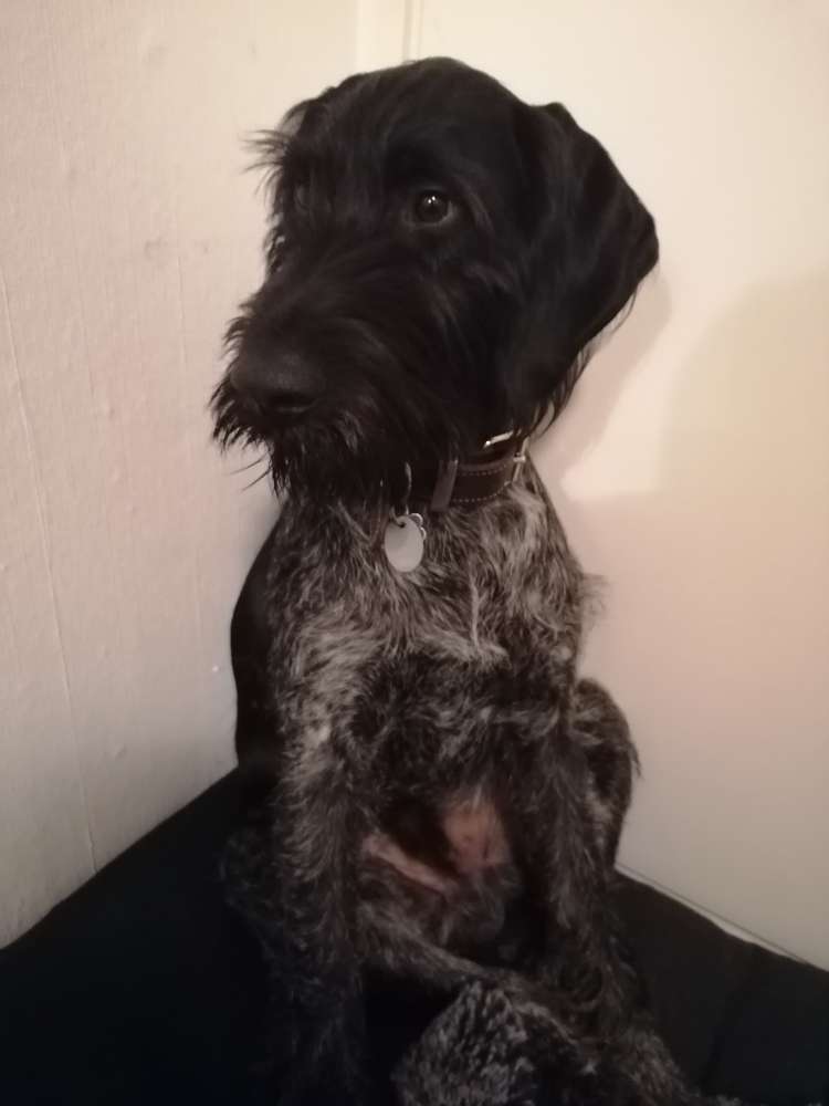 Hundetreffen-Spielen und Lernen (z.B. Abrufen)-Profilbild