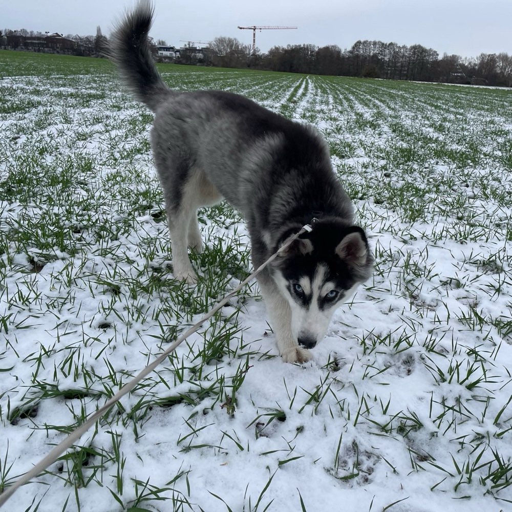 Hundetreffen-Spiel- und Gassitreffen-Profilbild