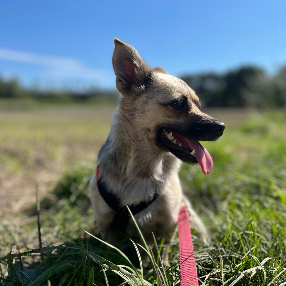Hundetreffen-Training von Hundebegegnung- Gassirunde-Profilbild