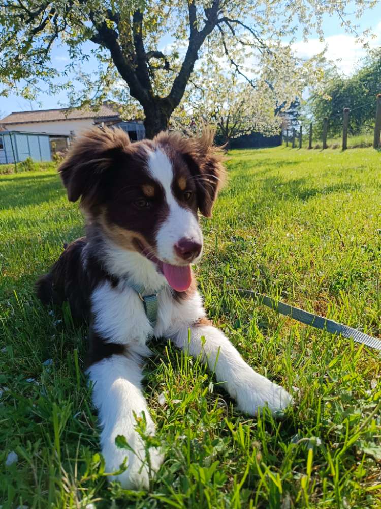 Hundetreffen-Welpenspieltreffen-Profilbild