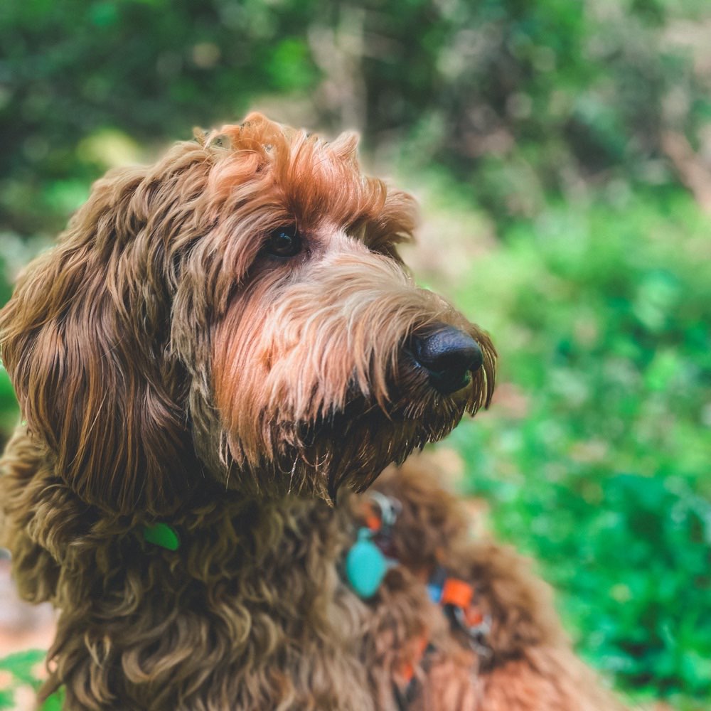 Hundetreffen-Treffen zum Spazieren gehen & Spielen-Profilbild