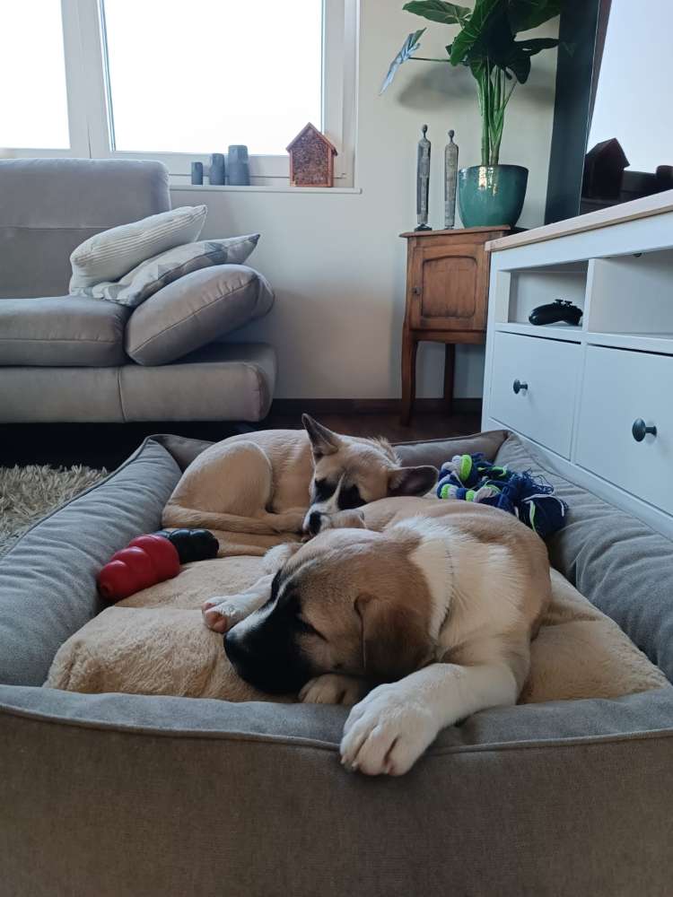 Hundetreffen-Welpentreff Trier und in Umgebung-Profilbild