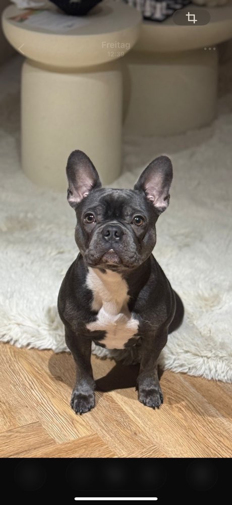 Hundetreffen-Leinenpöblerin sucht Trainigspartner-Profilbild