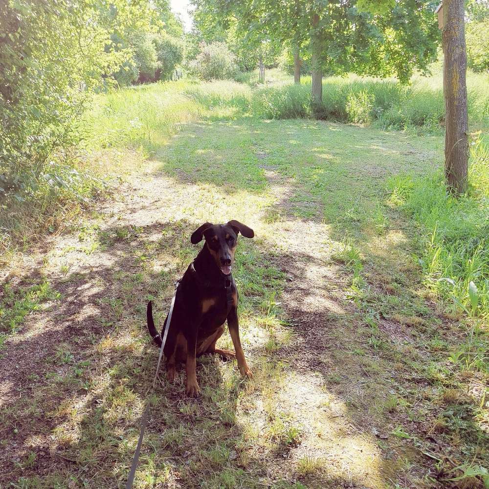 Hundetreffen-Gassi Runde sozialer Kontakt-Profilbild