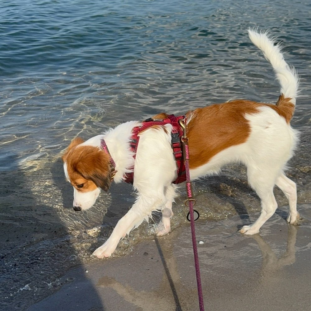 Hundetreffen-Gassirunde/Spielrunde/Hundetreffen-Profilbild