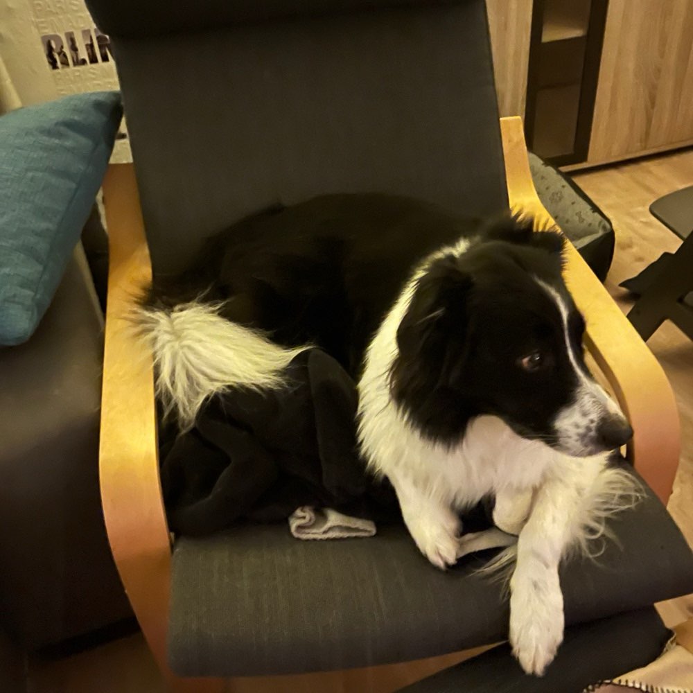 Hundetreffen-Spiel, Spaß und rennen-Profilbild