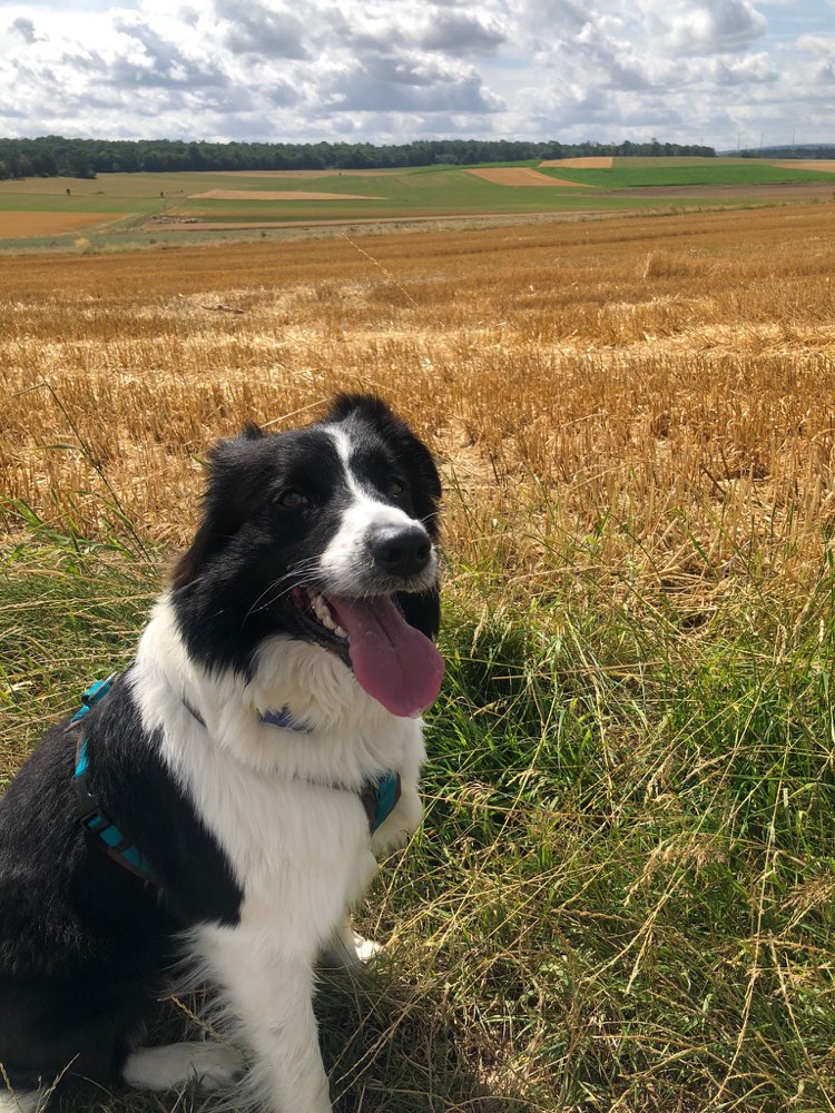 Hundetreffen-Spiel, Spaß und rennen-Profilbild