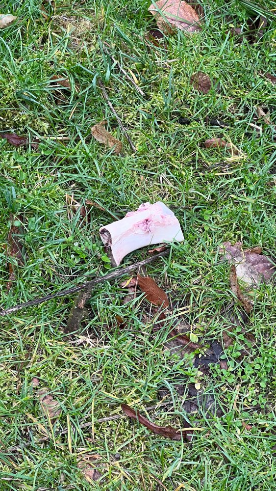 Giftköder-Knochen, Essensreste-Profilbild