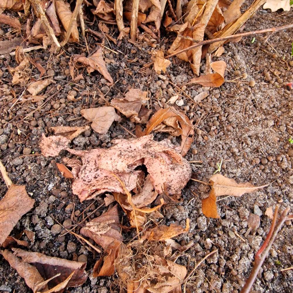 Giftköder-Eventuell Giftköder - Wurstscheiben-Profilbild
