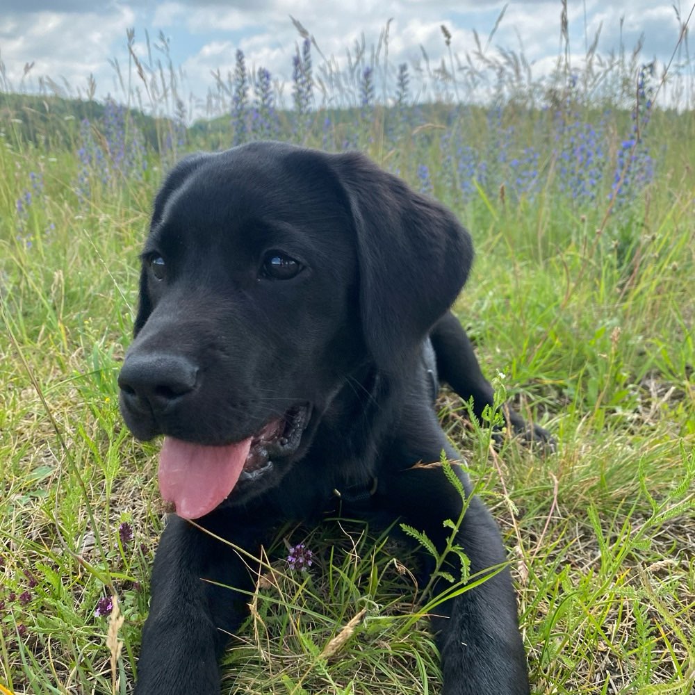 Hundetreffen-Labi Treff am Truppenübungsplatz Landshut-Profilbild