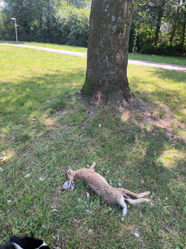 Giftköder-Toter Hase !-Profilbild