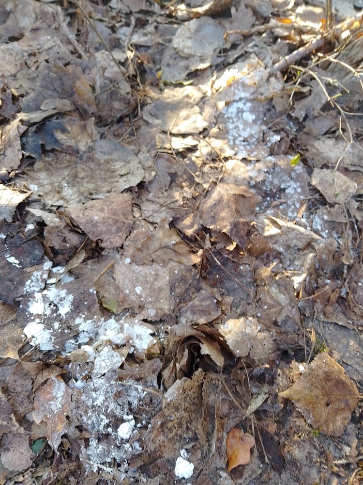 Giftköder-Weiße unklare Substanz-Profilbild