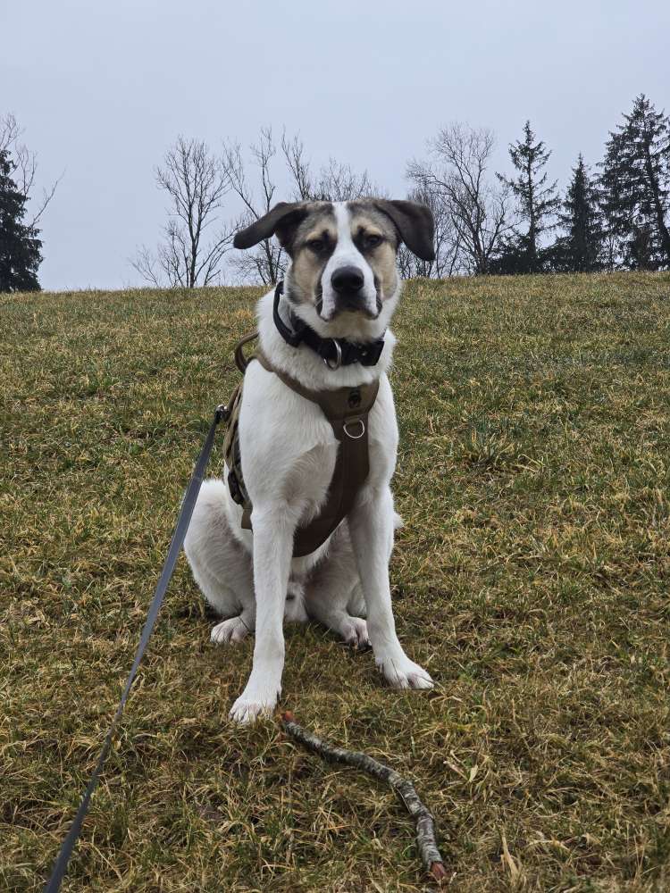 Hundetreffen-Kontakttraining/Spielerunde/Gassirunde-Profilbild
