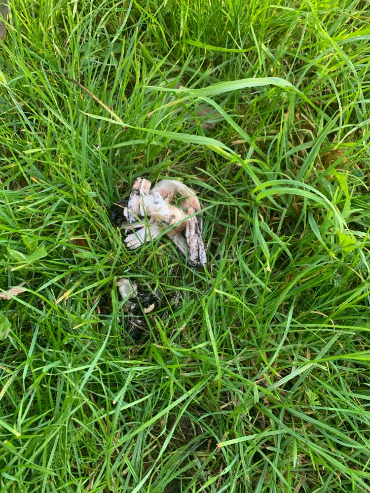 Giftköder-Undefinierbare Fleischreste-Profilbild