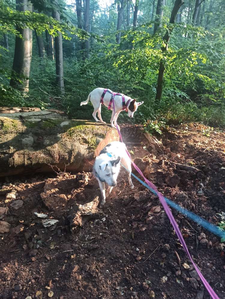 Hundetreffen-Gemeinsam Spazieren gehen als Social Walk-Profilbild