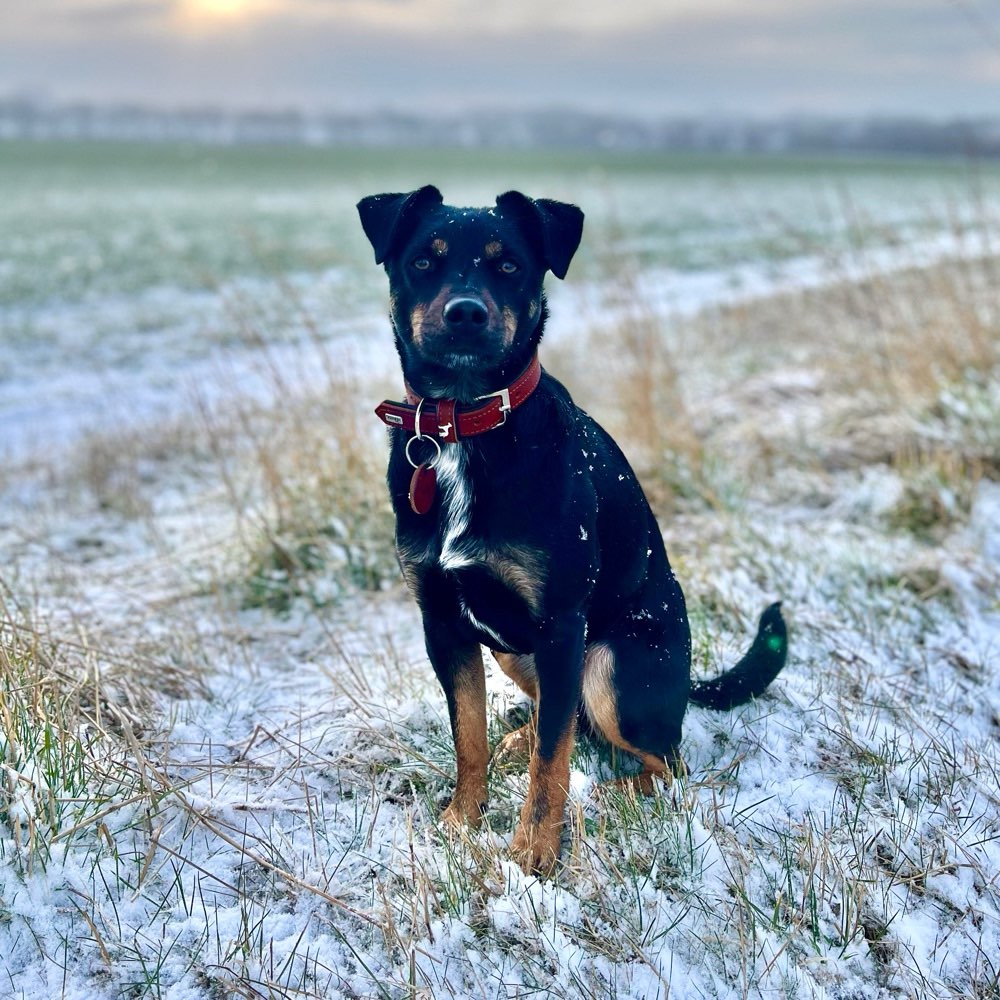 Hundetreffen-Hundespielrunde-Profilbild