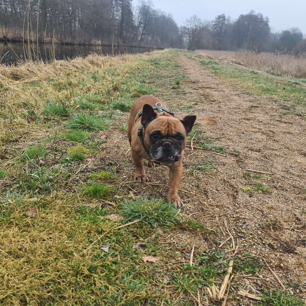 Hundetreffen-Gassirunde-Profilbild