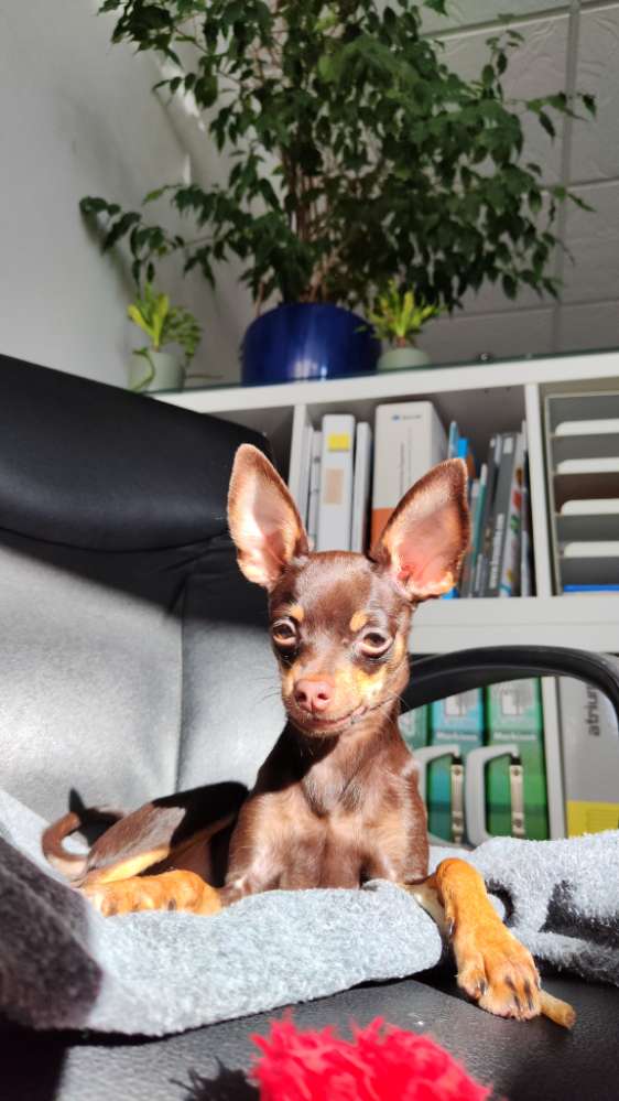 Hundetreffen-Sozialkontakte sammeln-Profilbild