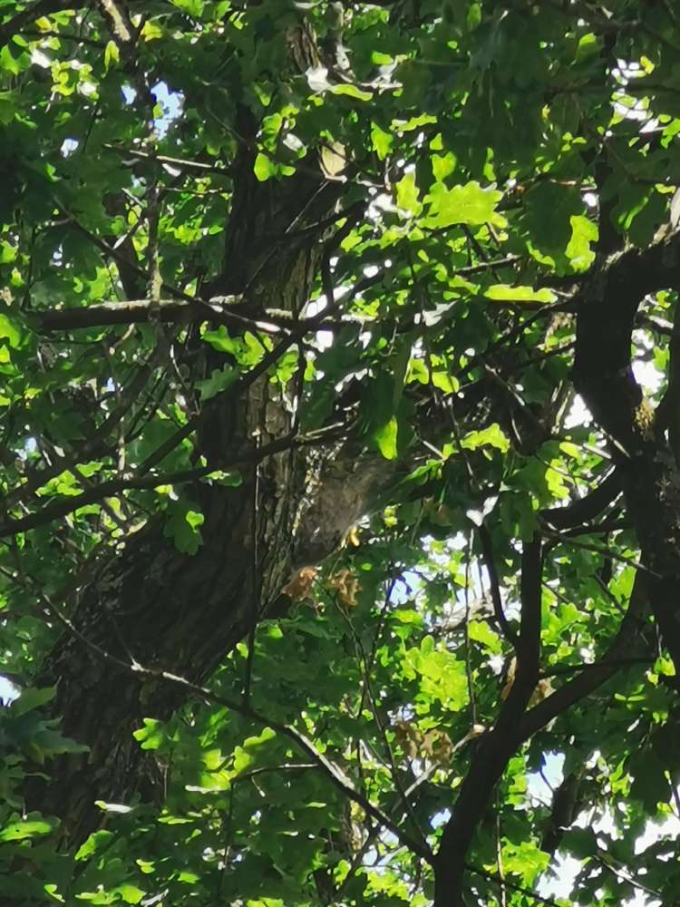 Giftköder-Eichenprozessionsspinner-Profilbild