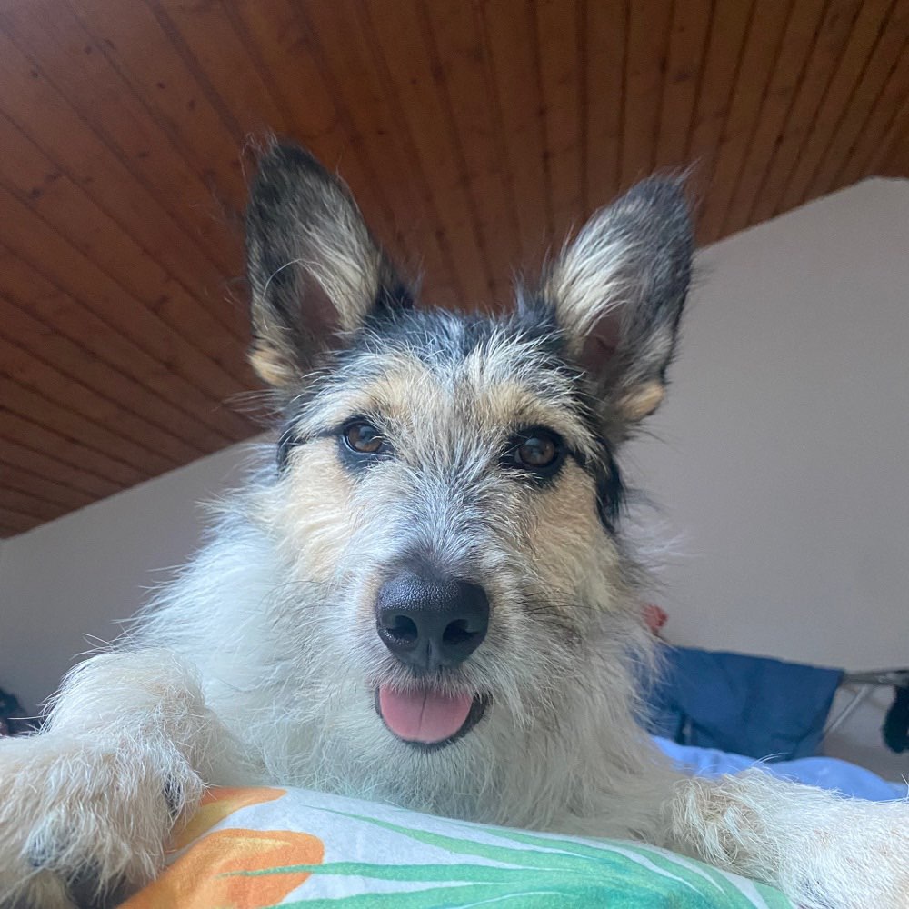 Hundetreffen-Neue Freunde für Toto-Profilbild