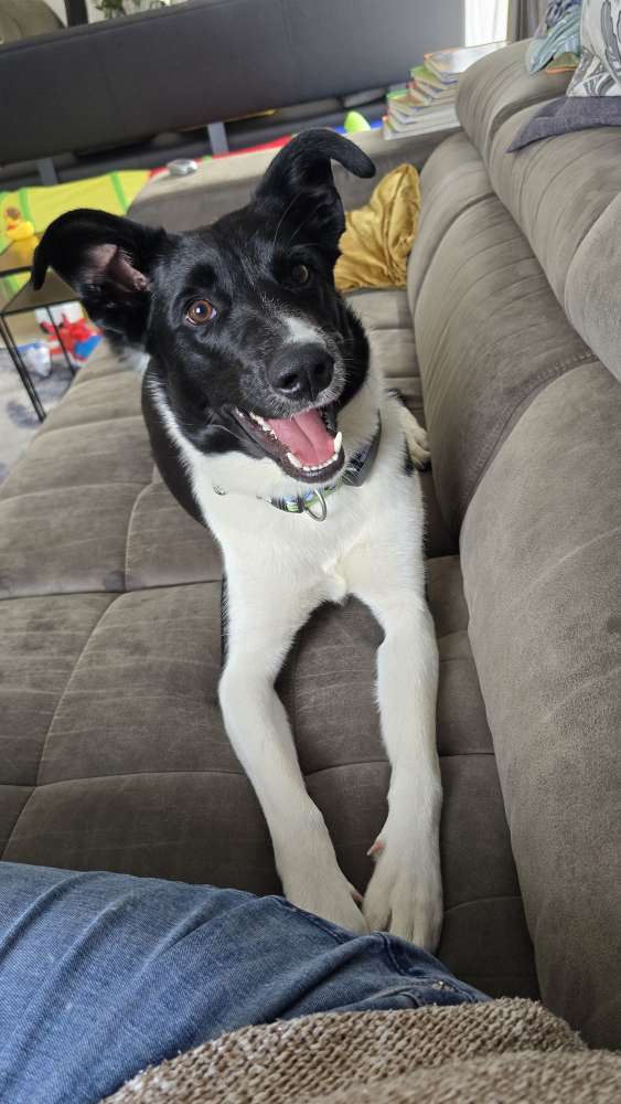 Hundetreffen-Spielgefährten gesucht-Profilbild