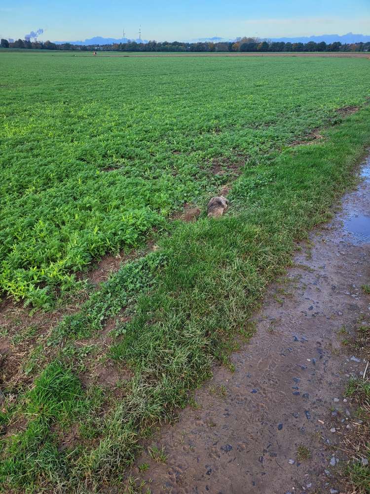Giftköder-Hase Kadaver-Profilbild