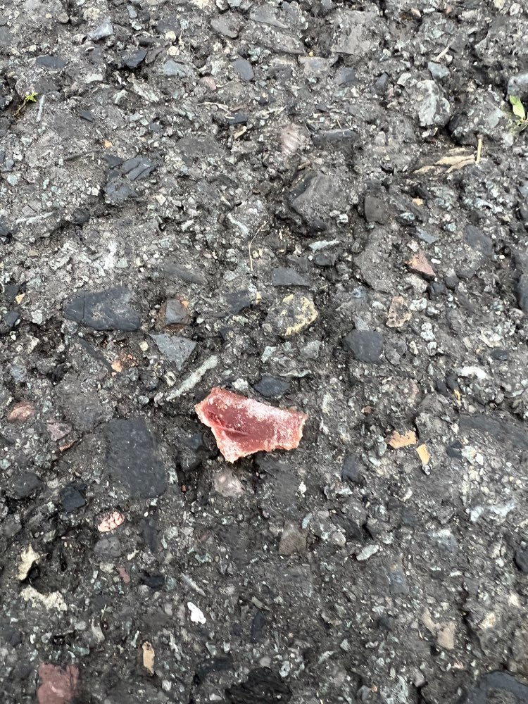 Giftköder-Möglicherweise Giftköder-Profilbild