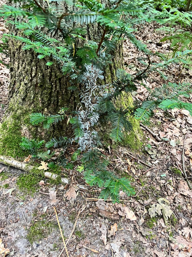 Giftköder-Verdacht auf Gift-Profilbild