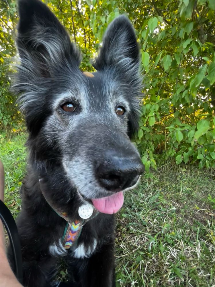 Hundetreffen-Bekanntschaft für reaktive Seniorin-Profilbild