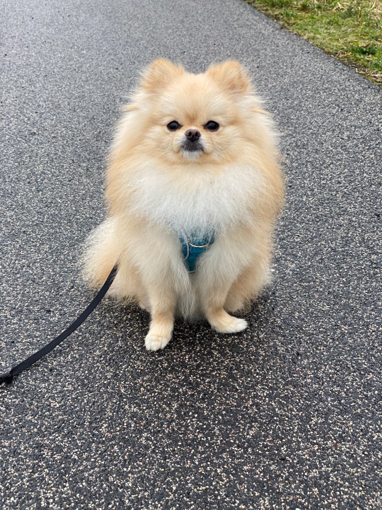 Hundetreffen-Hunde Begegnungen trainieren-Profilbild