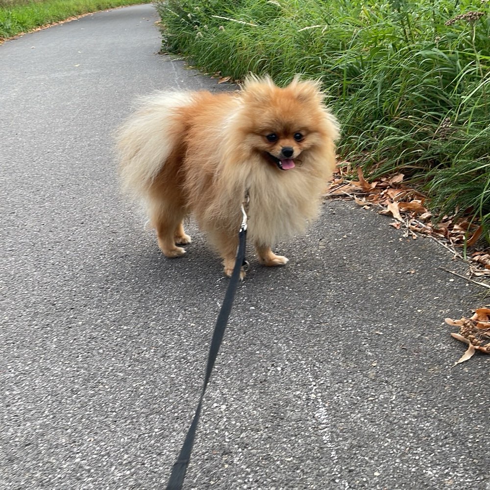 Hundetreffen-Gassi-/Spielrunde in Rees, Bocholt oder Umgebung-Profilbild