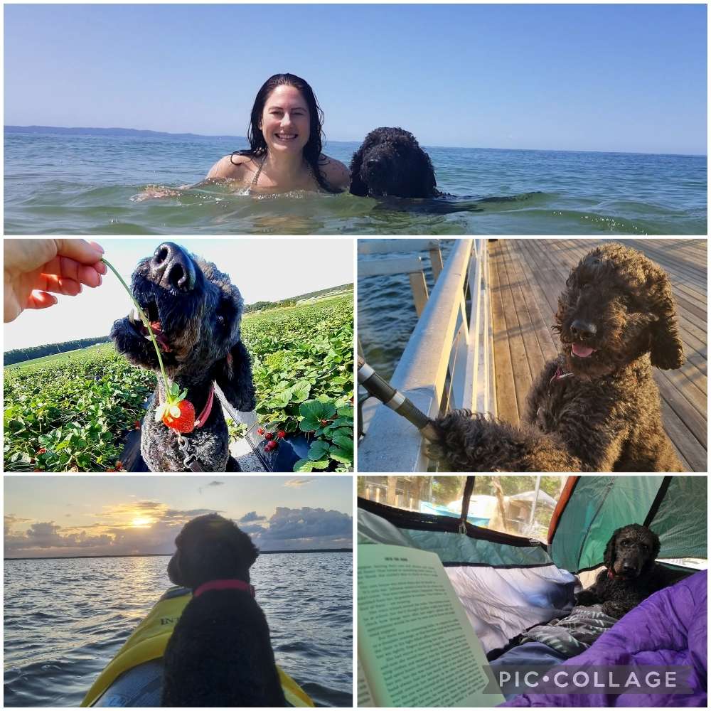 Hundetreffen-Grunewaldsee und Biergarten-Profilbild
