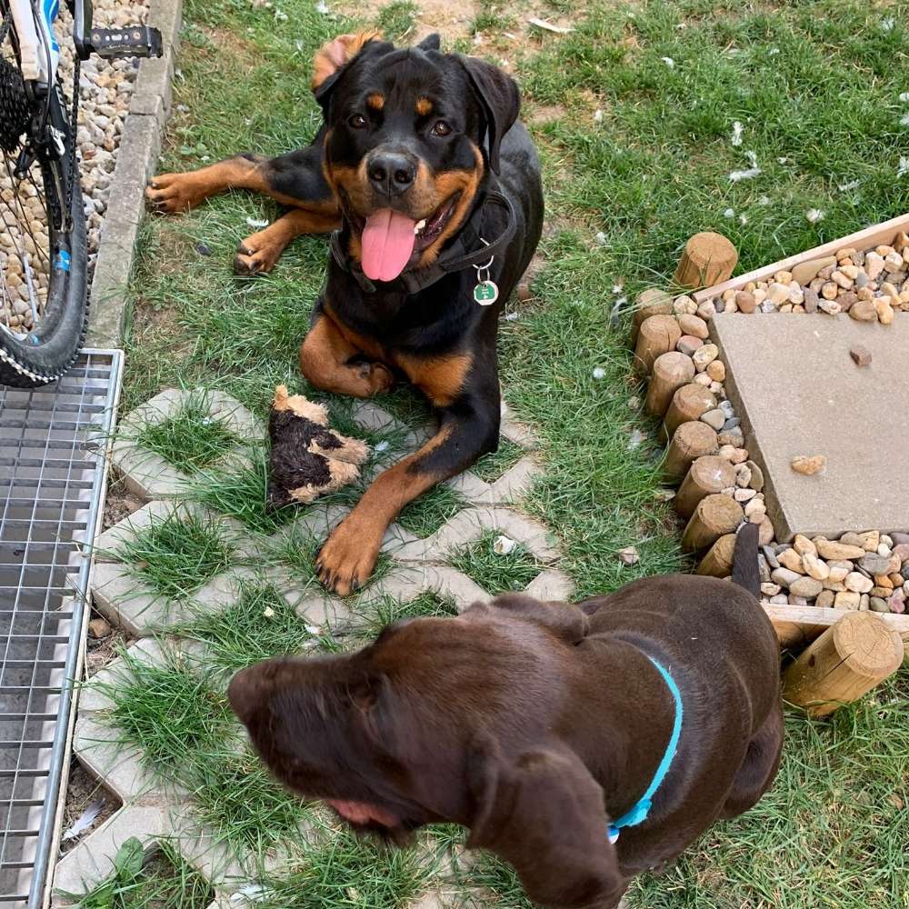 Hundetreffen-Spielrunde fur junge Hunde-Profilbild