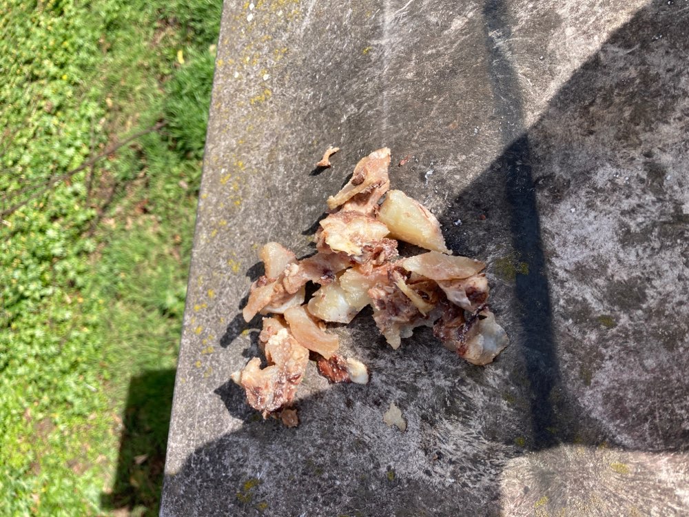 Giftköder-Fleisch am Kanal zum Olympiapark-Profilbild