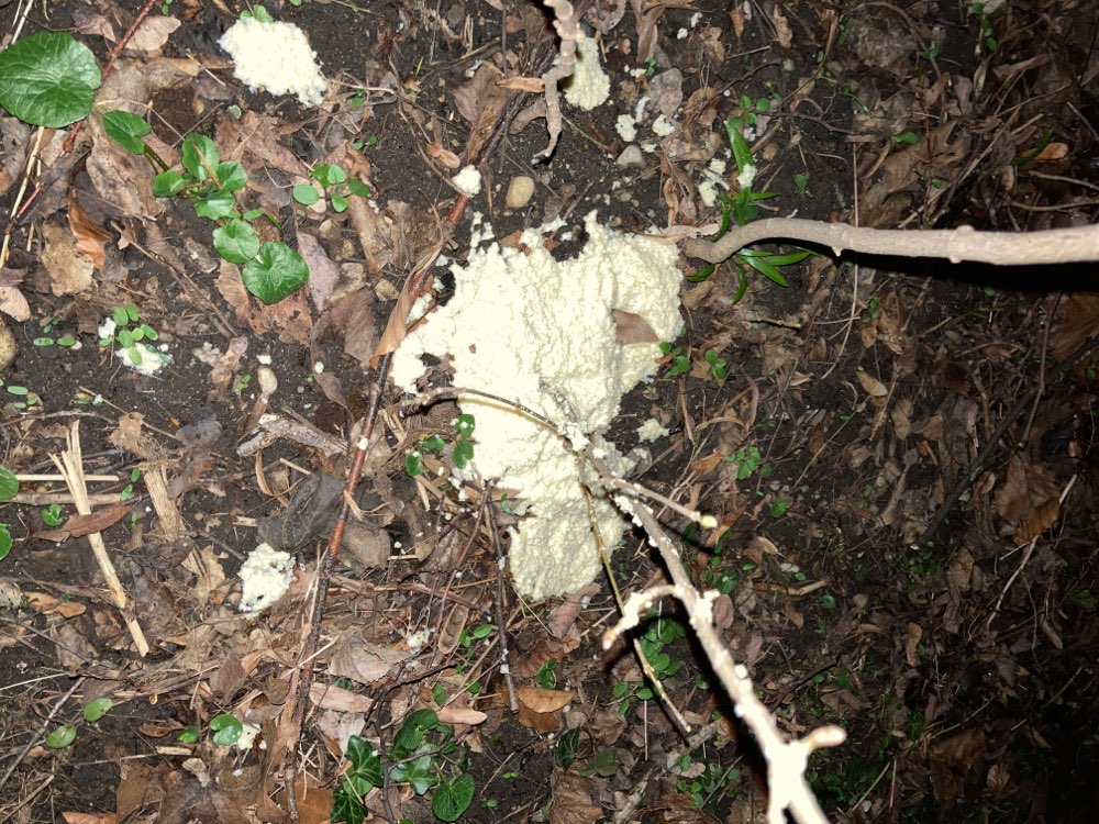 Giftköder-Möglicher Giftköder-Profilbild