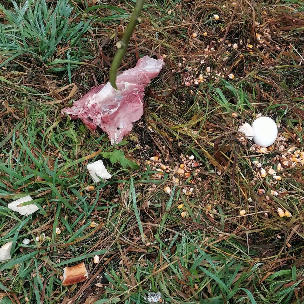 Giftköder-Erneut Giftköder-Profilbild