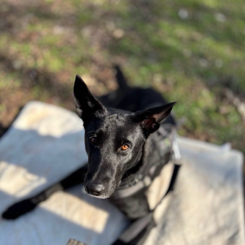 Hundetreffen-Gemeinsames Training für Hundebegegnungen gesucht 🐾-Profilbild