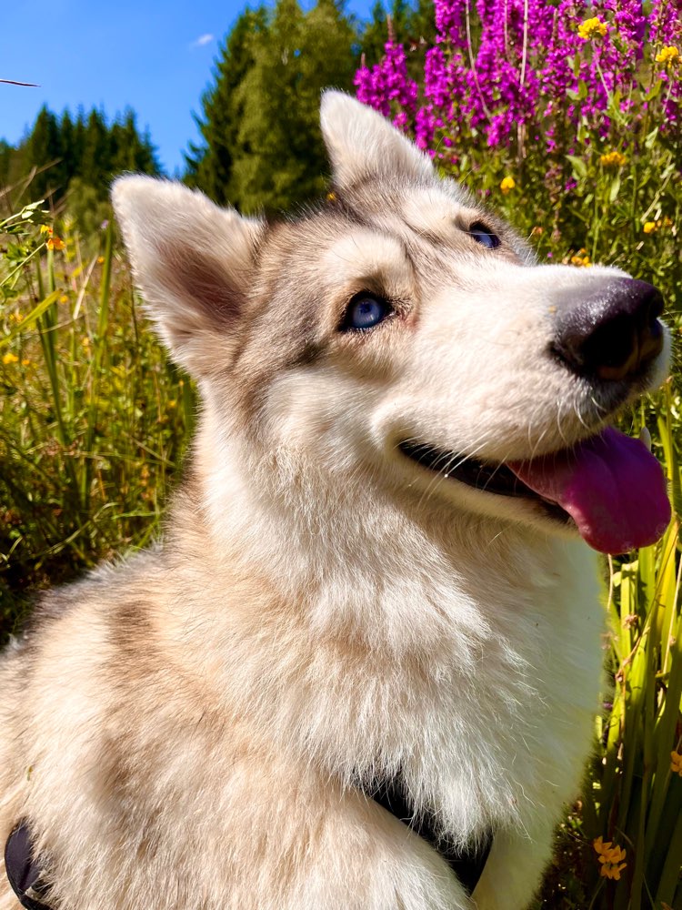 Hundetreffen-Entspanntes Gassi gehen ☺️-Profilbild