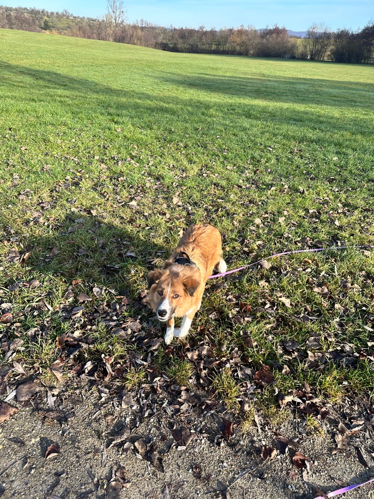 Hundetreffen-Lernbuddy gesucht :)-Profilbild