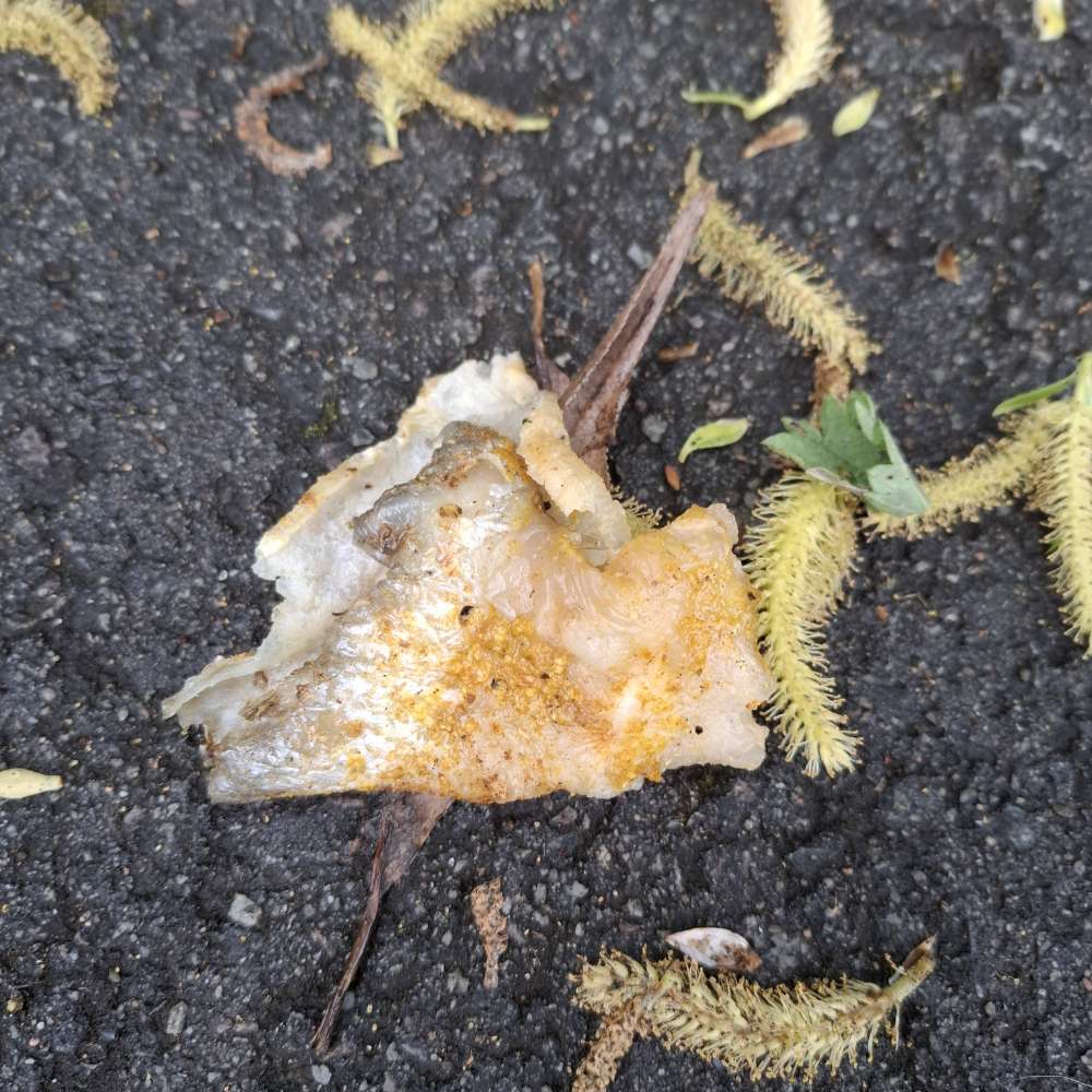 Giftköder-Giftköder-Profilbild