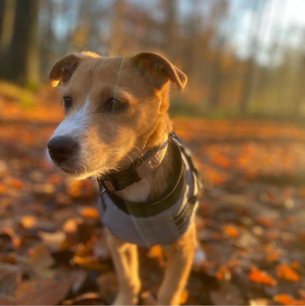 Hundetreffen-Spieltreffen zum austoben und einfach Hund sein-Profilbild