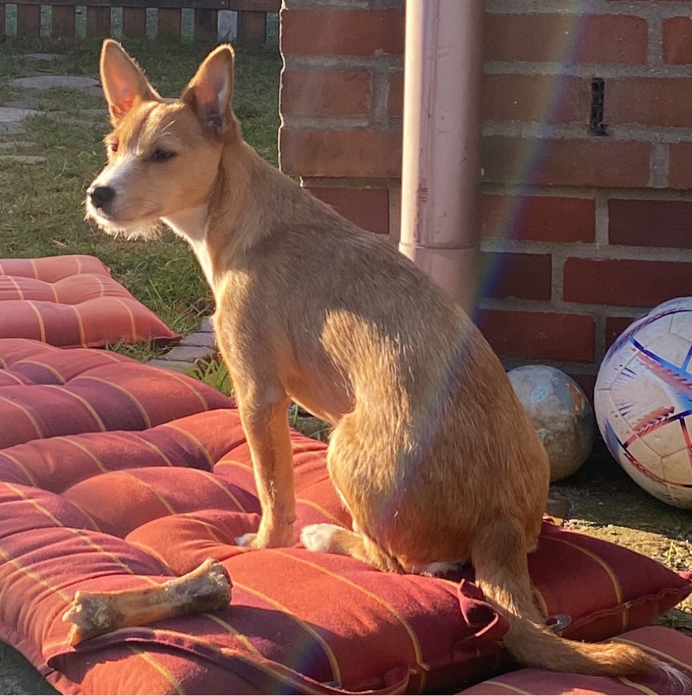 Hundetreffen-Spieltreffen zum austoben und einfach Hund sein-Profilbild