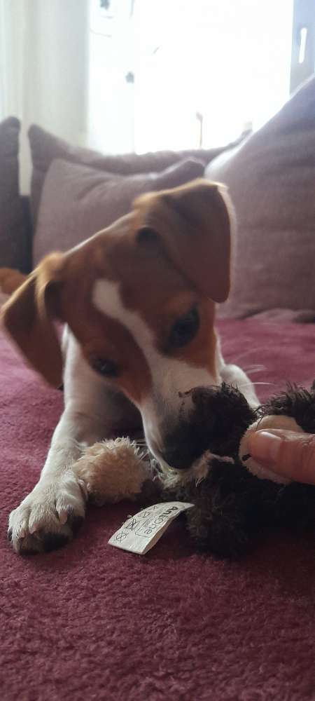 Hundetreffen-Welpen und jung hunde gesucht-Profilbild